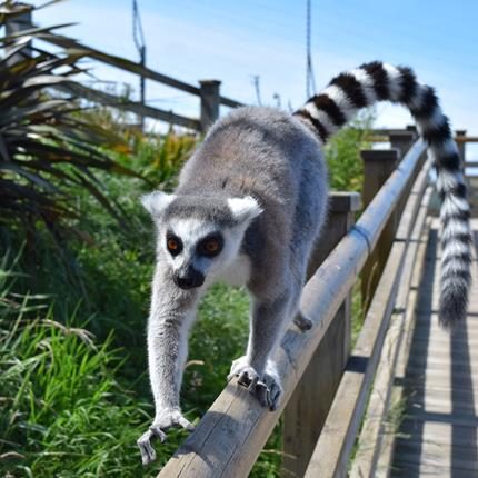 Exploring the Wildlife Wonders: A Visit to the Zoo in Wales