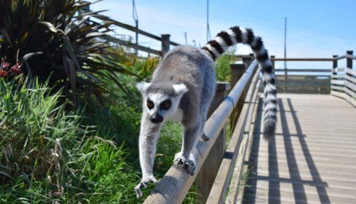 Exploring the Wildlife Wonders: A Visit to the Zoo in Wales